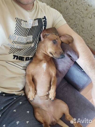 Вязка девочка Такса бесплатно