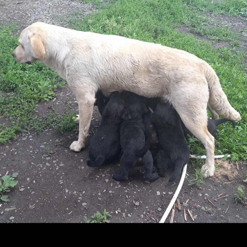 Собаки щенки Лабрадор породистые