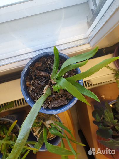 Молодая мильтония в горшке со вставкой