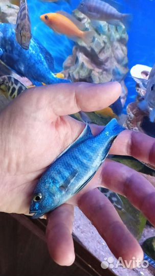 Аквариумные Рыбки.Гуппи Цихлиды.Теодоксусы