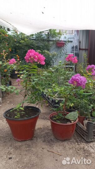 Уличные многолетники