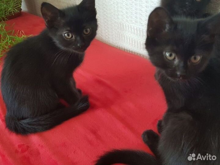 Кошка Бомбейская котята