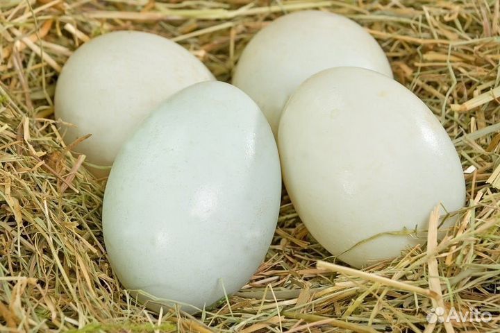 Инкубационное яйцо мускусной утки тяжелой линии