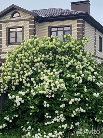 Рассада помидор баклажанов и перцев