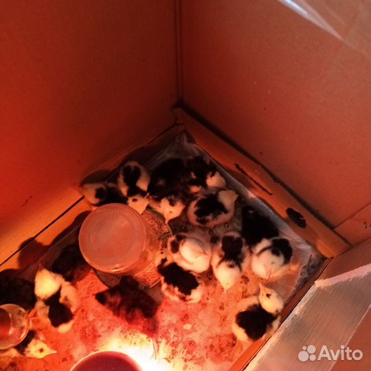 Цыплята суточные