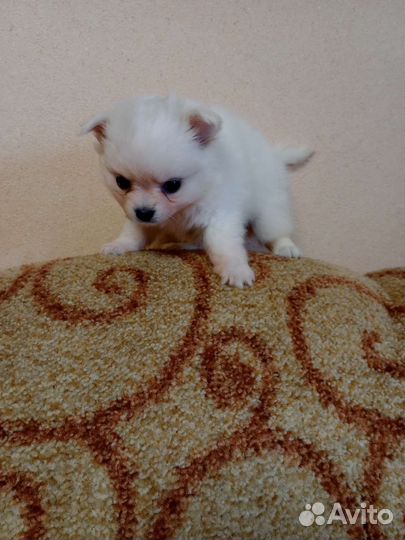 Щенки помчи