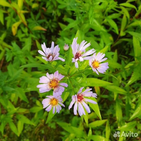 Астра сентябринка-октябринка