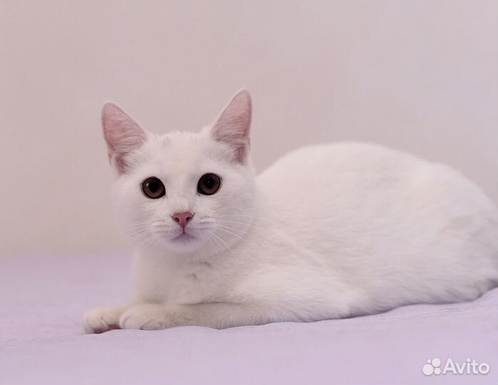 Малышка Элис ищет дом