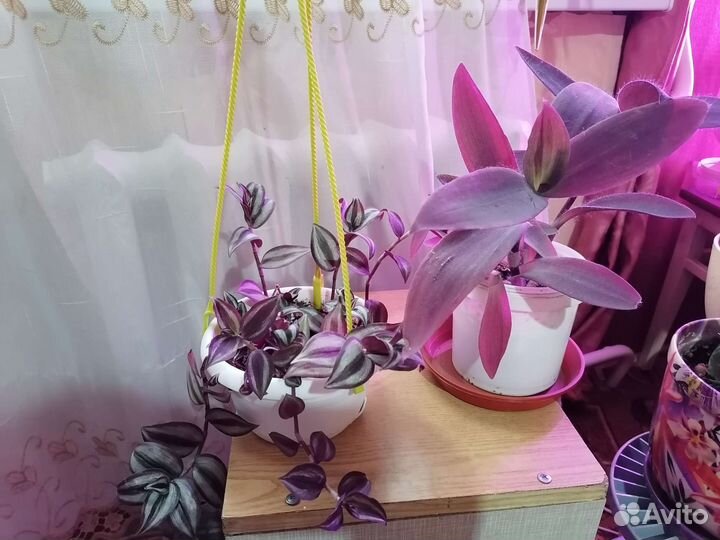 Глоксиния, Декабрист, Зебрина