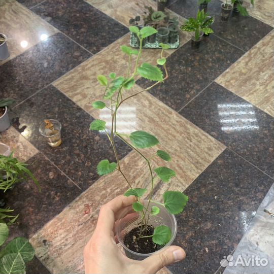 Комнатные цветы