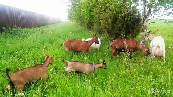 Молоко козье