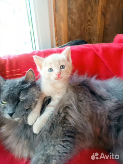 Сибирские котята