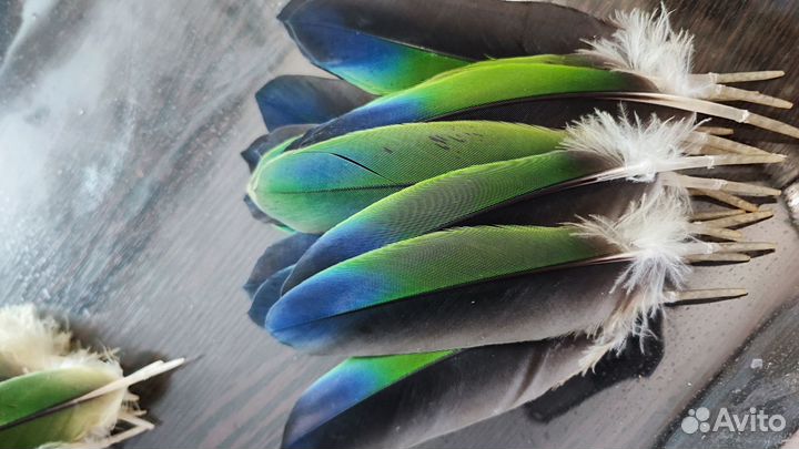Перья амазона
