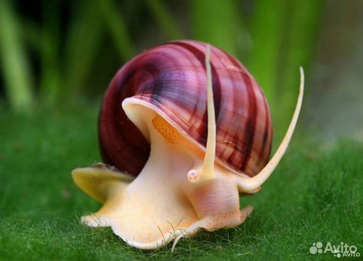 Ампулярии красотки