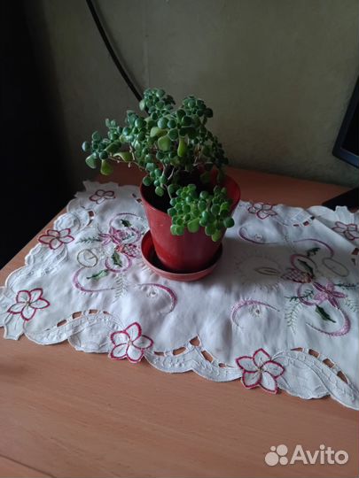 Цветы комнатные