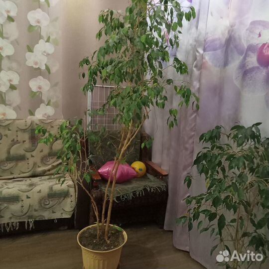 Фикус бенджамина 2м