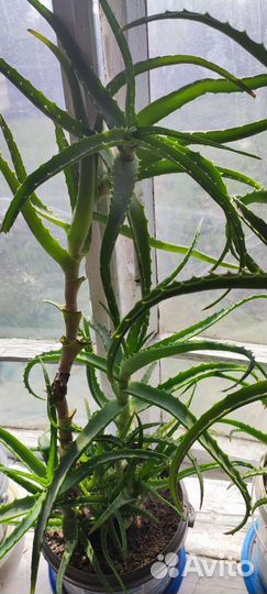 Алоэ вера и денежное растение