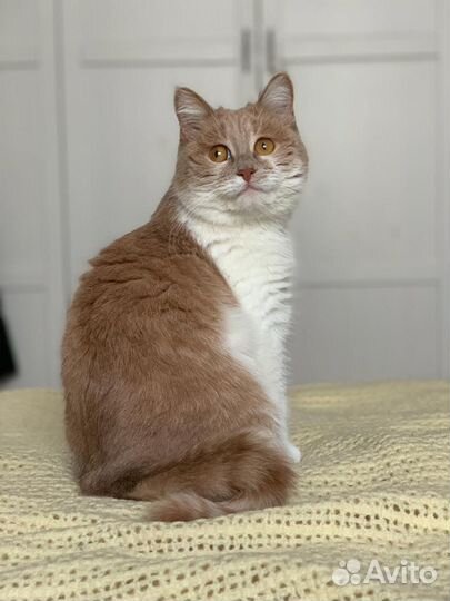 Кошка Милка для радости в семье