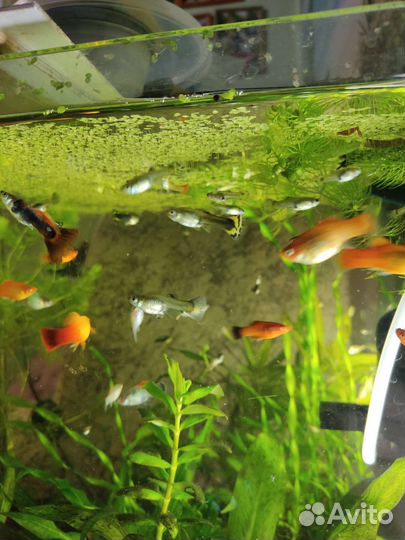 Аквариумные рыбки
