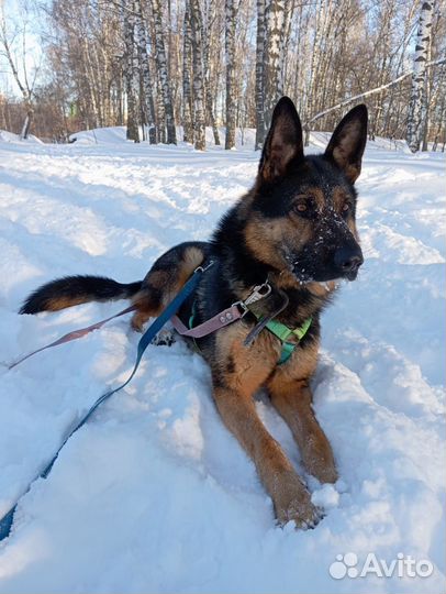 Немецкая овчарка из приюта ищет дом