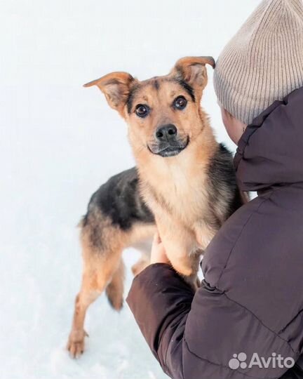 Собака в добрые руки