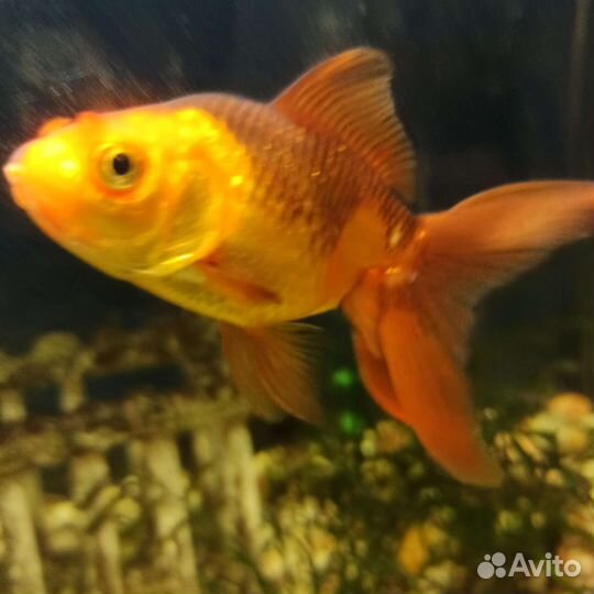 Аквариум на 100 литров