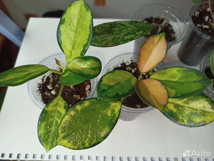 Хойя укорененные