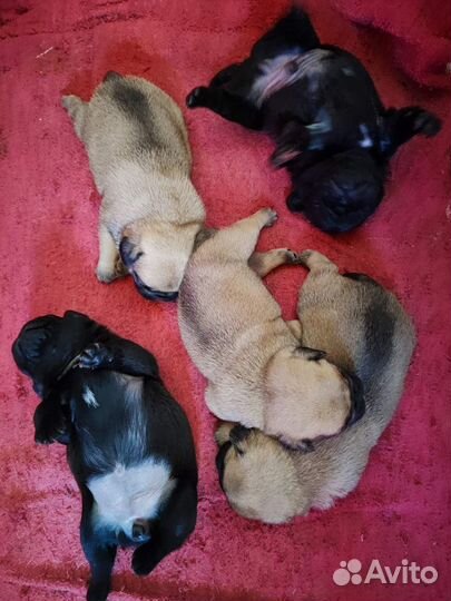 Щенки мопса