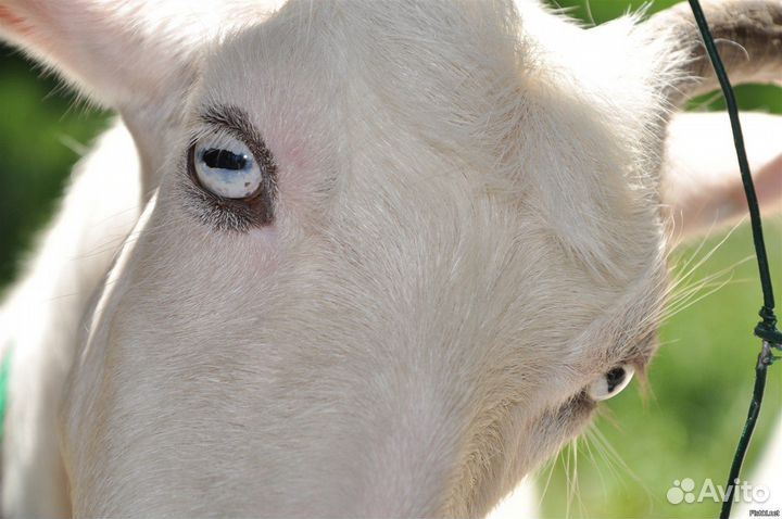 Продукты на корм с\х животным