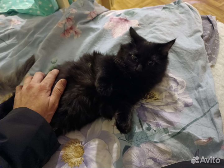 Помогите котикам