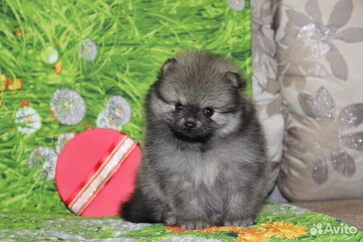 Померанский шпиц