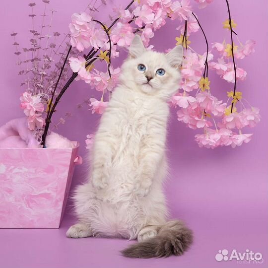 Котята для души