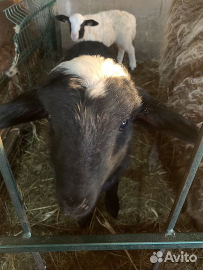 Ягнята ярки бараны