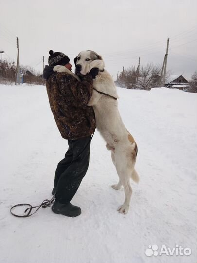 Вязка сао (алабай)