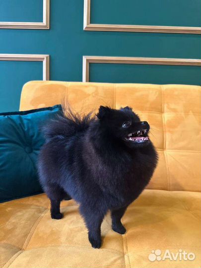 Продается померанский шпиц