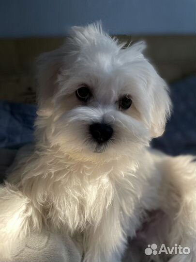 Передержка животных в домашних условиях