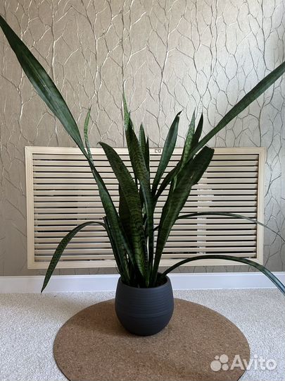 Сансевиерия