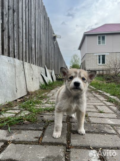 Щенки хаски бесплатно