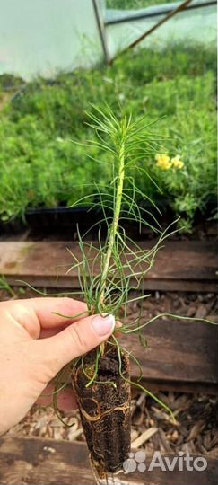 Саженцы сосны в розницу