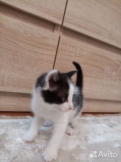 Котёнок, мальчик. 1.5 месяца