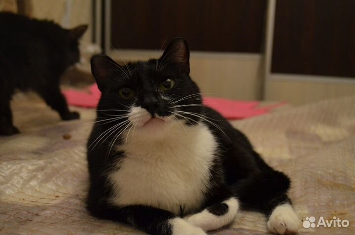 Отдам молодую кошечку. Стерильная