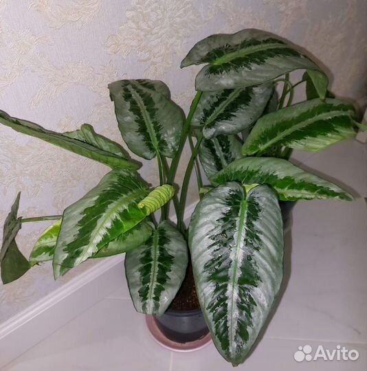 Шизматоглоттис Mottleyana