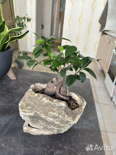 Фикус бонсай гинсенг