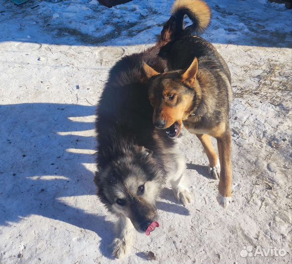 Отдам бесплатно щенят