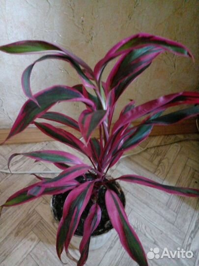 Комнатные цветКордилина драцена Аихризон Рео Алоэ