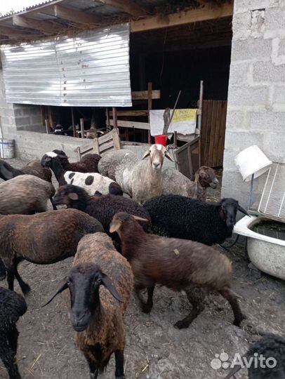 Продается баран