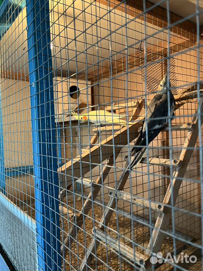 Попугай корелла