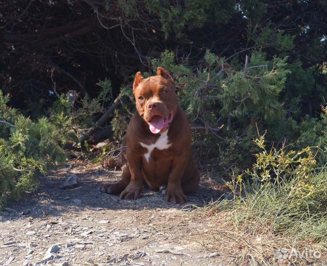 Американский булли