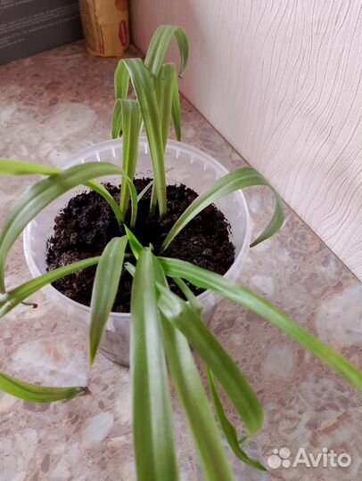 Хлорофитум