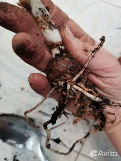 Гиппеаструм в горшке